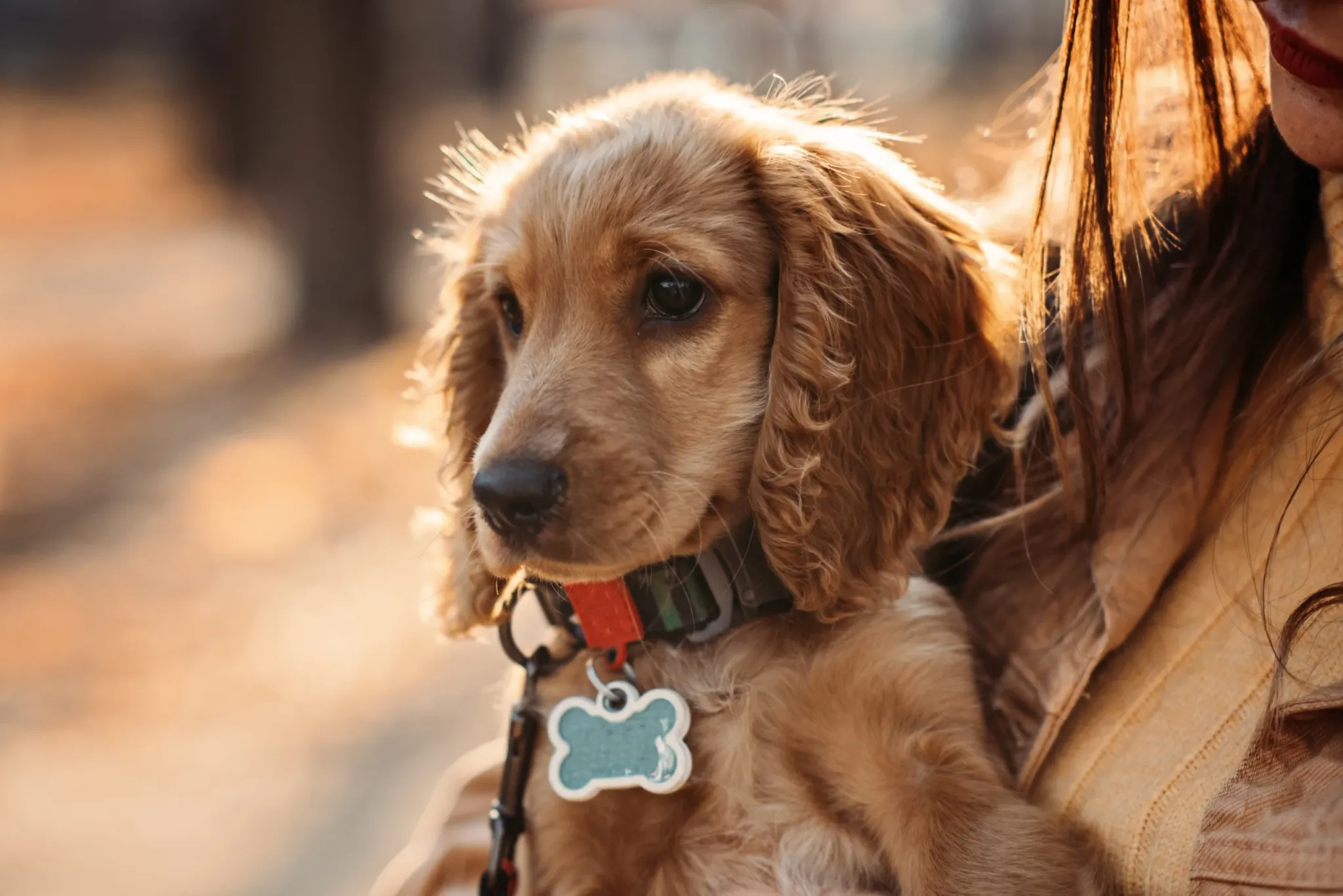 Dog Tags