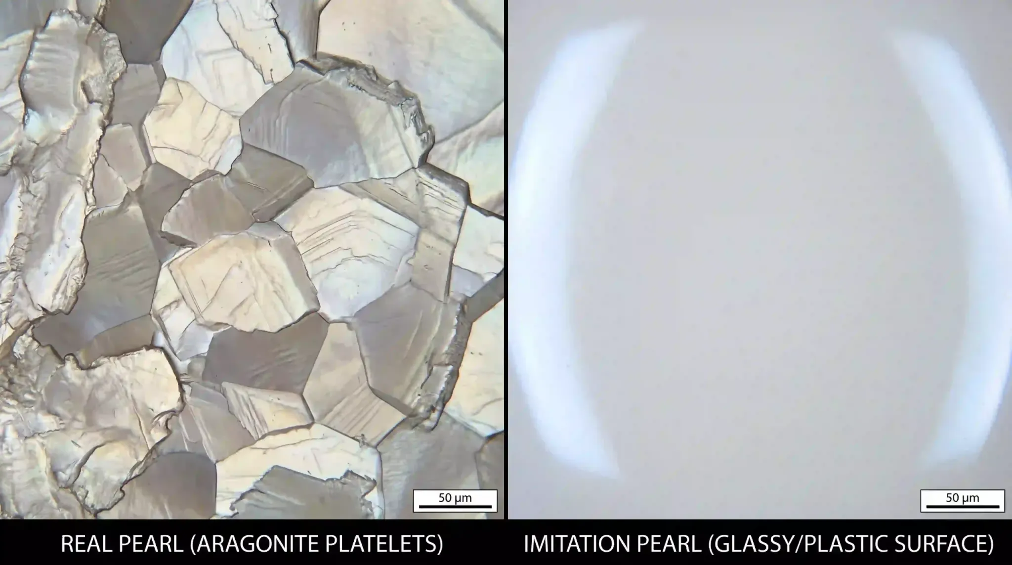microscopic pearl comparison analysis index 04096x2286